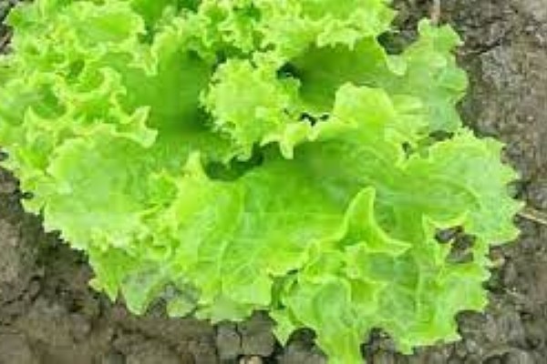 تصویر 3 از خرید و قیمت کاهو فرانسوی سبز + فروش صادراتی